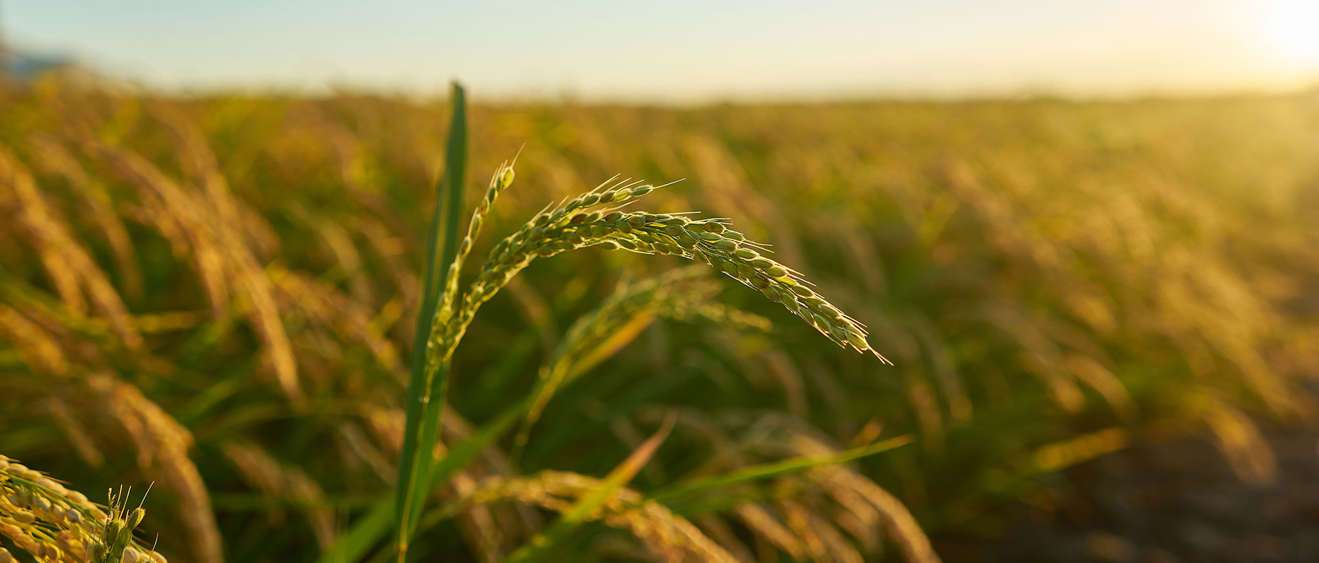 Agriculture